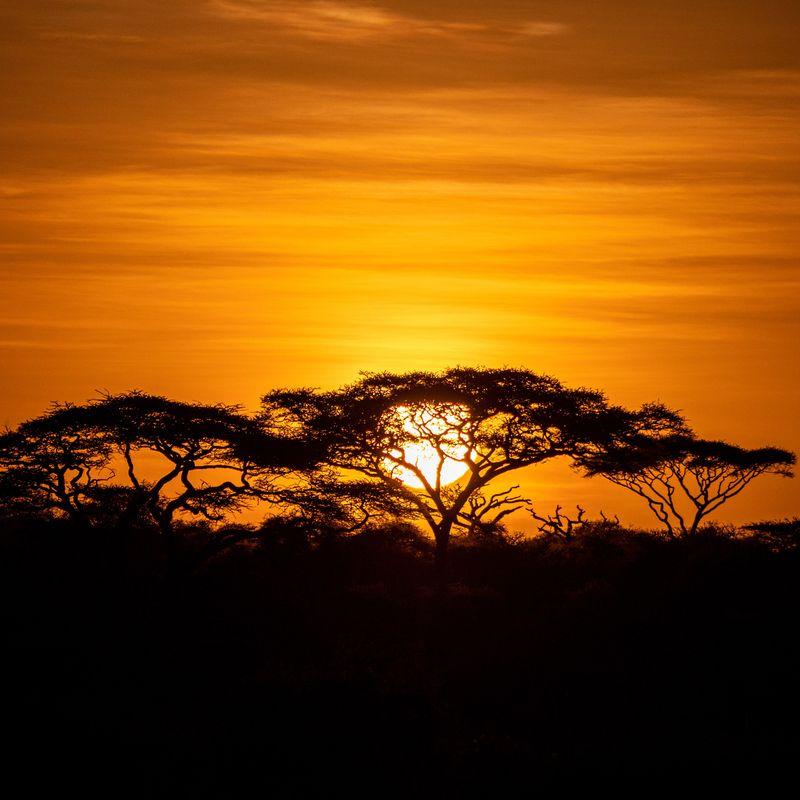Safari w Afryce: Parki Narodowe Tanzanii