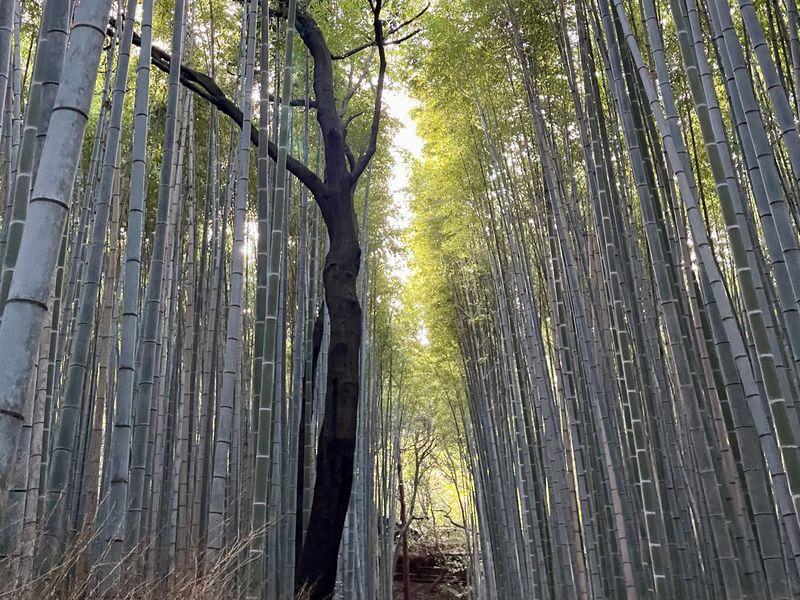 Wycieczka Japonia Kioto Las Bambusowy - Japonia z Okinawą - Nowoczesność i tradycja - Tokio, Kioto, Fuji i Hiroshima | Shangrila Travel