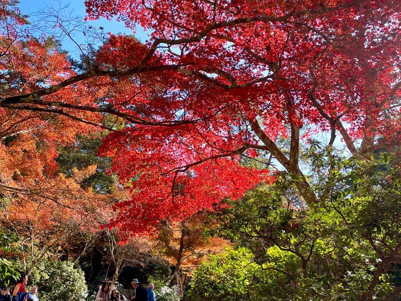 Wycieczka Japonia Czerwone Klony Jesien - Japonia z Okinawą - Nowoczesność i tradycja - Tokio, Kioto, Fuji i Hiroshima | Shangrila Travel