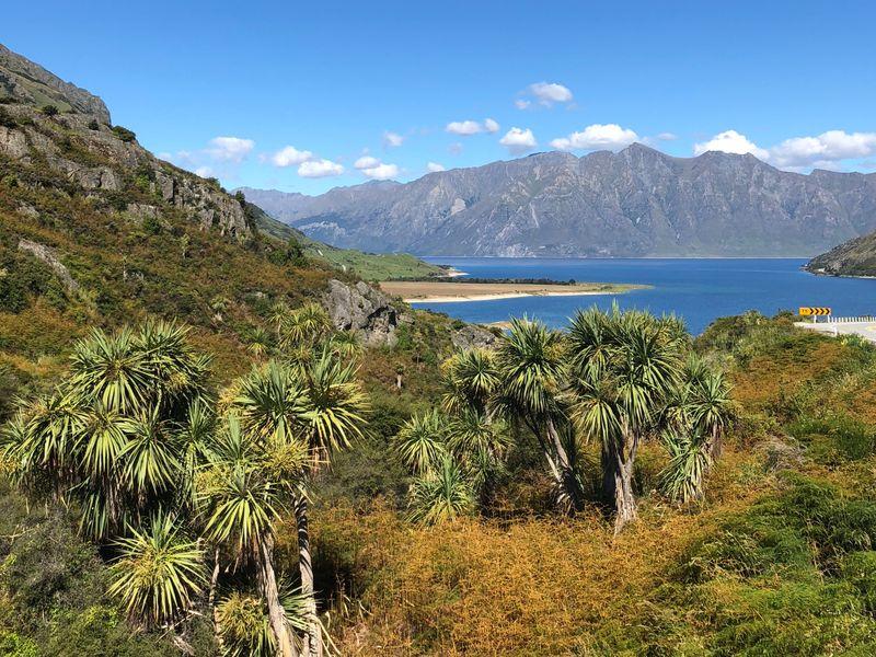 Wycieczka Nowa Zelandia Roslinnosc Na Brzegu - Nowa Zelandia - Kultura Maorysów i spektakularna przyroda w krainie Władcy Pierścieni | Shangrila Travel