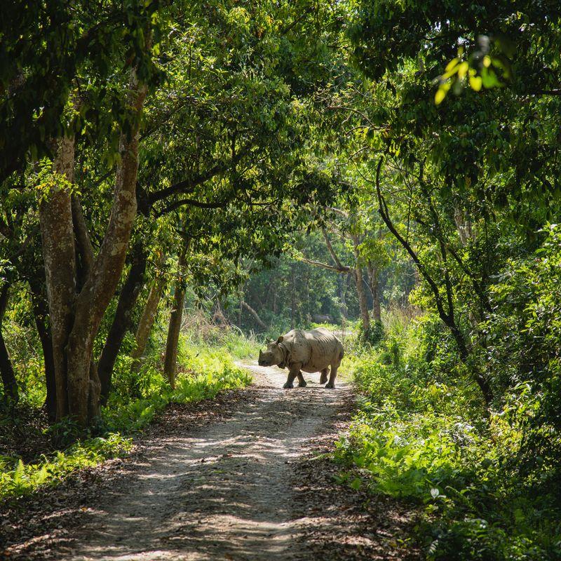Safari w poszukiwaniu nosorożców indyjskich w parku Chitwan w Nepalu