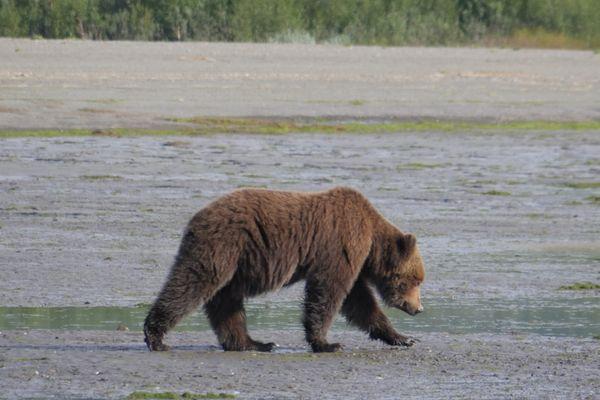 Rejs na podglądanie niedźwiedzi w Zatoce Chinitna
