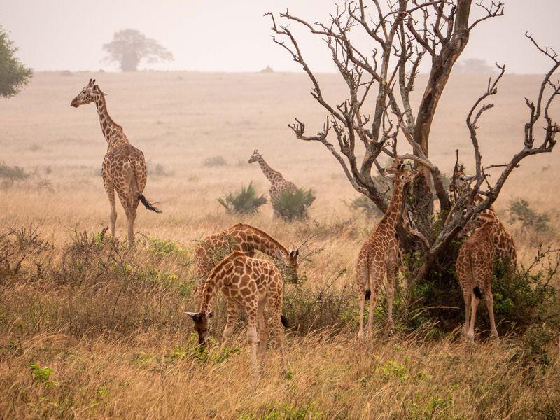 Wycieczka Uganda Safari Żyrafy - Safari w Afryce: Parki Narodowe Ugandy - Zdjęcie 4