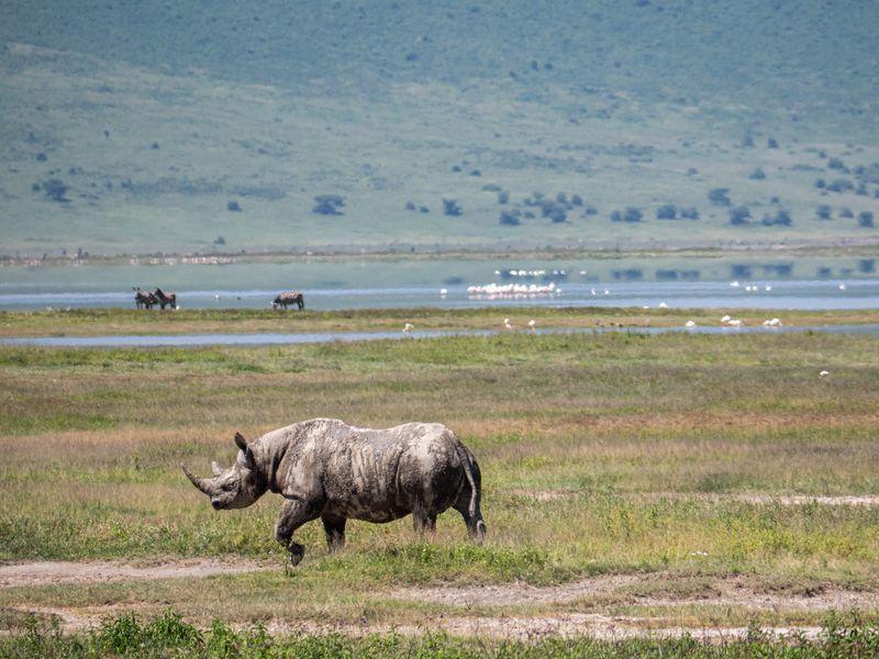 Tanzania Ngorongoro Shangrilatravel 13 - Tanzania z Zanzibarem - Kultura Masajów i niesamowite safari w 4 parkach narodowych | Shangrila Travel
