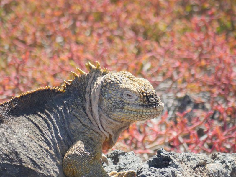 Wycieczka Galapagos Legwan Odpoczywa - Ekwador z Galapagos - Amazonia, żółwie, wulkan Cotopaxi i stare miasto w Quito | Shangrila Travel