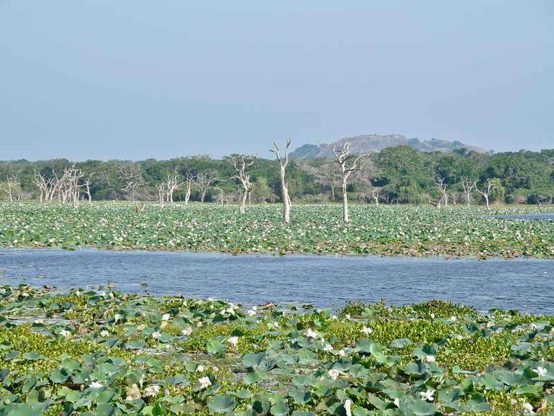 Wycieczka Sri Lanka Yala Krajobraz - Safari w Azji: Park Narodowy Yala - Zdjęcie 3