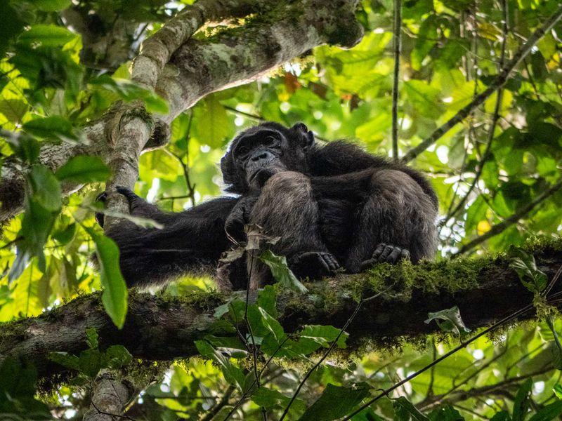 Uganda Szympansy Kibale Shangrilatravel 15 - Uganda - Goryle, szympansy, parki narodowe i jezioro Wiktorii | Shangrila Travel