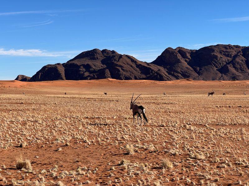 Wycieczka Namibia Oryks - Namibia - Pustynia Namib, rdzenne plemiona i dzikie zwierzęta | Shangrila Travel