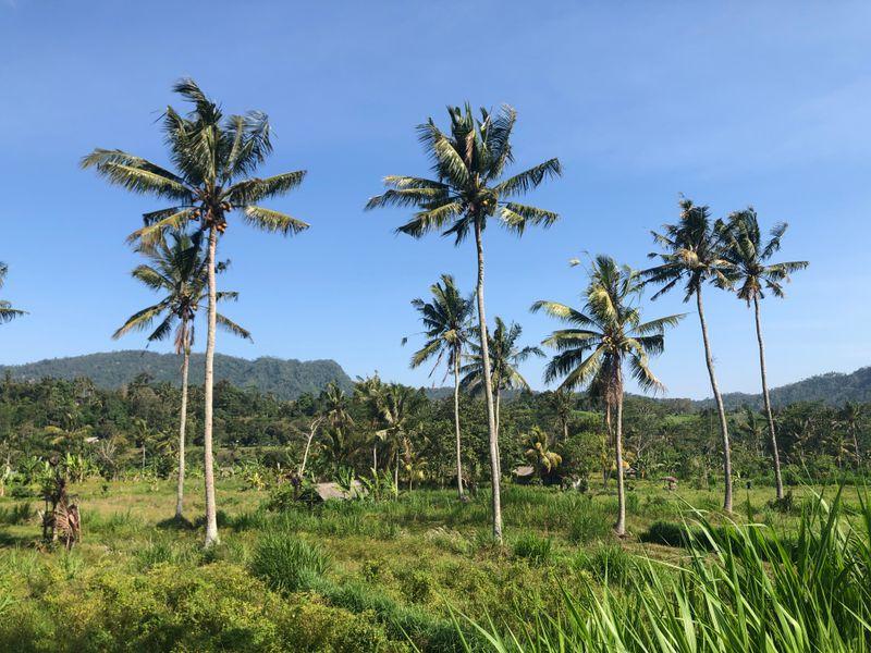 Wycieczka Indonezja Bali Palmy Pola Ryzowe - Bali, Jawa i Komodo - Indonezja: kultura, świątynie, wulkany i warany | Shangrila Travel