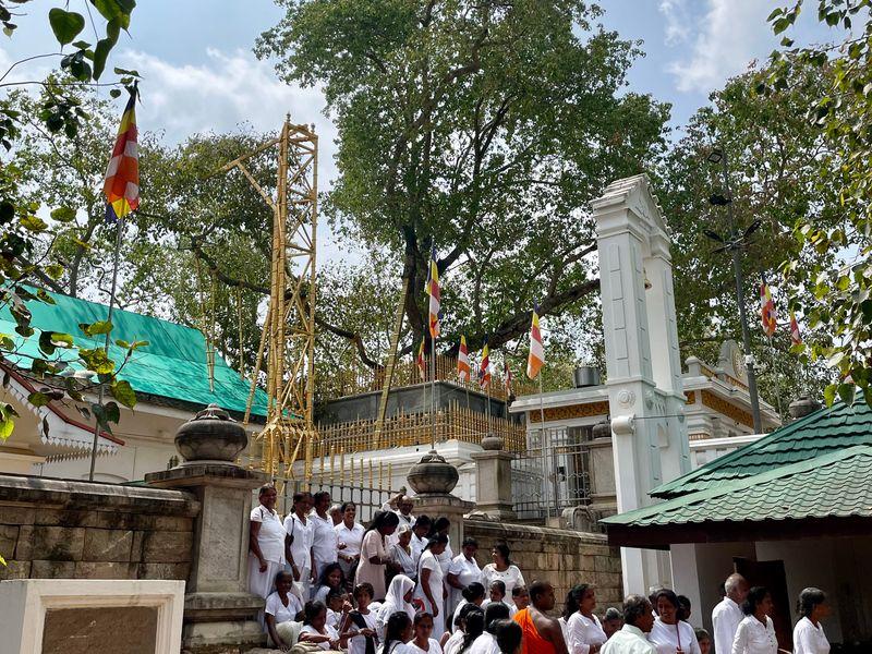 Wycieczka Sri Lanka Drzewo Bodhi - Sri Lanka - Buddyjskie świątynie, cejlońska herbata i słonie | Shangrila Travel