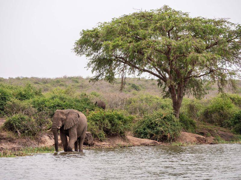 Uganda - Goryle, szympansy, parki narodowe i jezioro Wiktorii Shangrila Travel