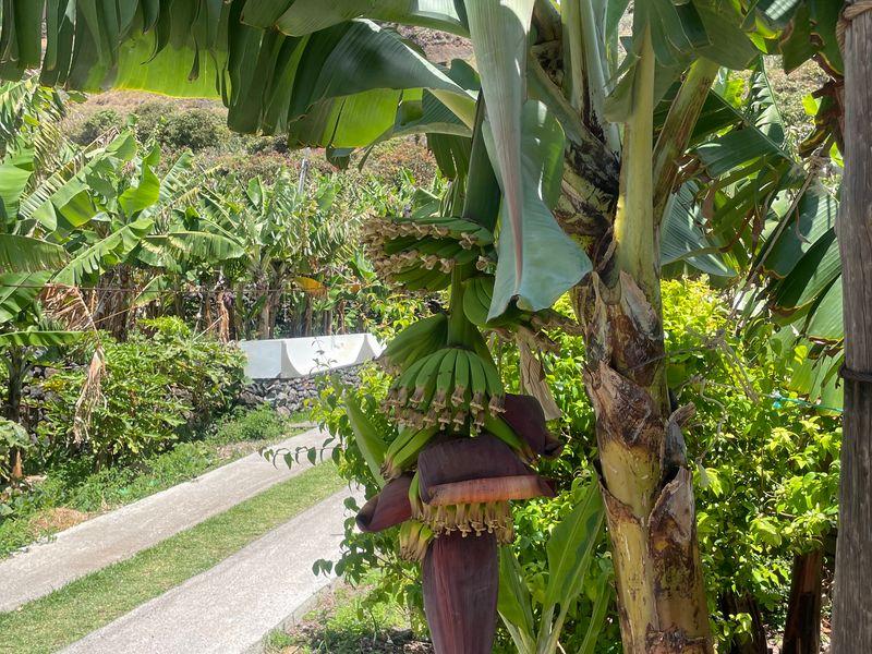 Wycieczka Madera Kwiat Bananowca - Azory i Madera - Portugalskie wyspy na środku Oceanu Atlantyckiego | Shangrila Travel