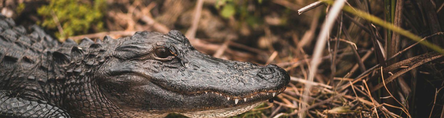 Park Narodowy Everglades vs. Parki Narodowe Świata