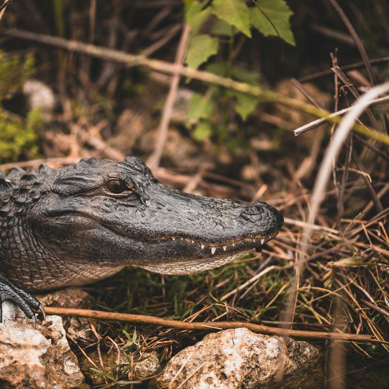 Park Narodowy Everglades vs. Parki Narodowe Świata