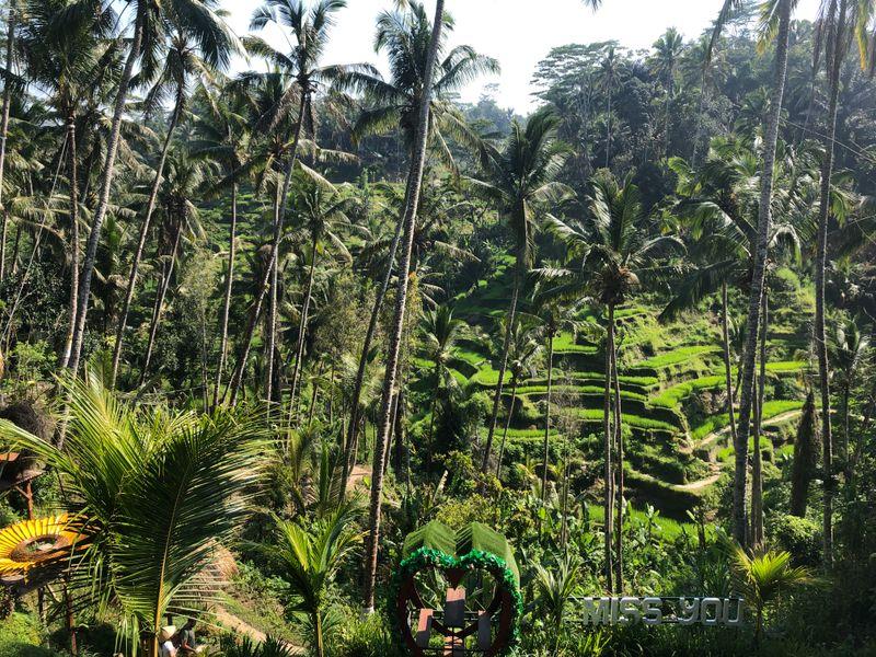 Wycieczka Indonezja Bali Pola Ryzowe Widok - Bali, Jawa i Komodo - Indonezja: kultura, świątynie, wulkany i warany | Shangrila Travel