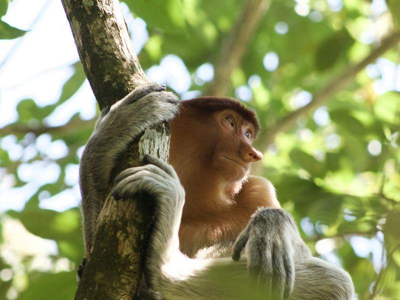 Wycieczka Indoenzja Celebes Borneo Raja Ampat Nosacz - Borneo, Celebes i Raja Ampat - Indonezja: orangutany, lokalne tradycje i rajskie wyspy | Shangrila Travel