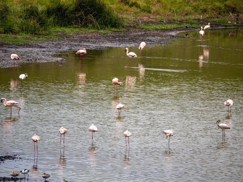 Tanzania Parki Narodowe Flamingi - Safari w Afryce: Parki Narodowe Tanzanii - Zdjęcie 3