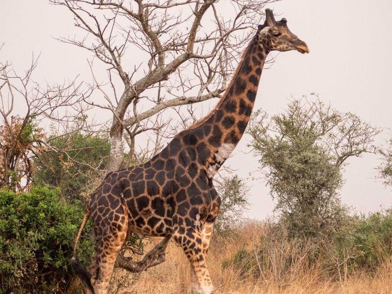 Uganda Safari Murchison Shangrilatravel 1 - Uganda - Goryle, szympansy, parki narodowe i jezioro Wiktorii | Shangrila Travel