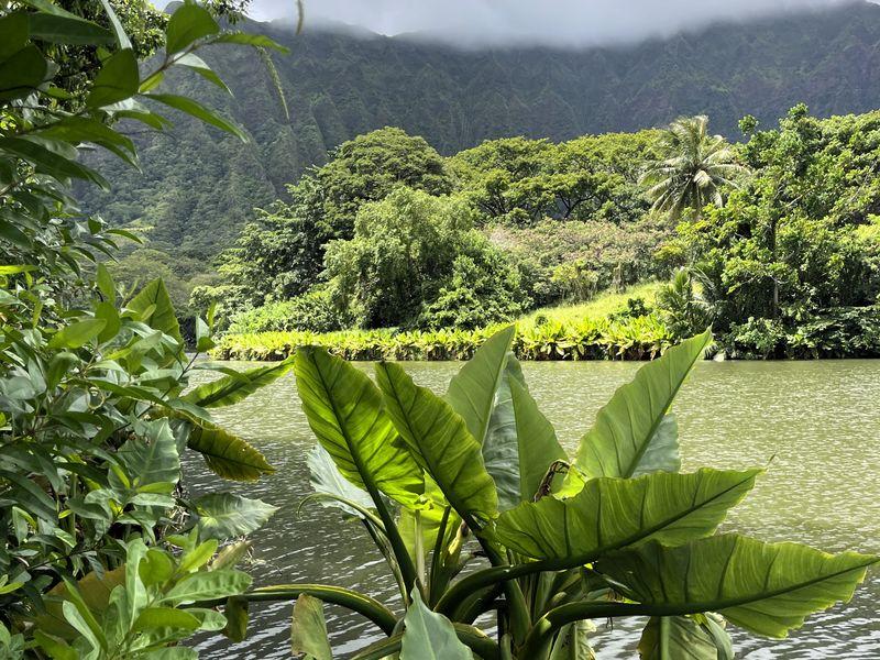Wycieczka Hawaje Zielona Dżungla (2) - Hawaje - Maui, Oahu, Kawai i Hawaii - 4 różnorodne wyspy USA | Shangrila Travel