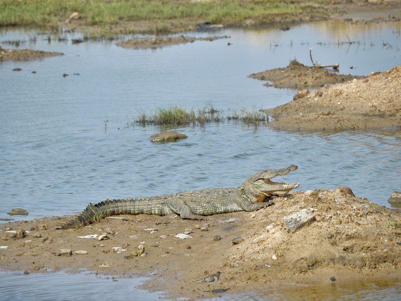 Wycieczka Sri Lanka Yala Krokodyl - Safari w Azji: Park Narodowy Yala - Zdjęcie 4