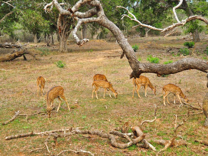 Wycieczka Sri Lanka Yala Antylopy - Safari w Azji: Park Narodowy Yala - Zdjęcie 1