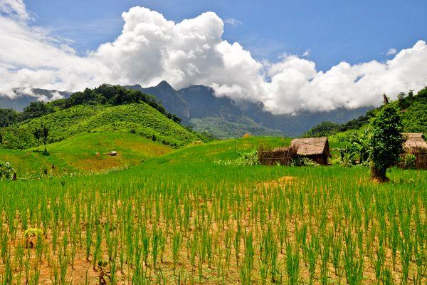 Spaceruj wśród tarasów ryżowych Vang Vieng
