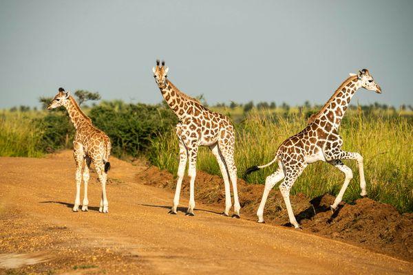 Odkryj wspaniałe Parki Narodowe Ugandy