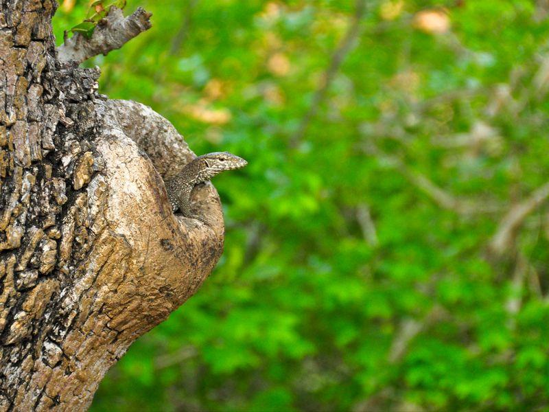 Wycieczka Sri Lanka Yala Jaszczurka - Safari w Azji: Park Narodowy Yala - Zdjęcie 2