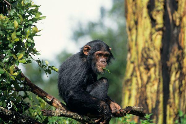 Spotkaj na żywo stada szympansów