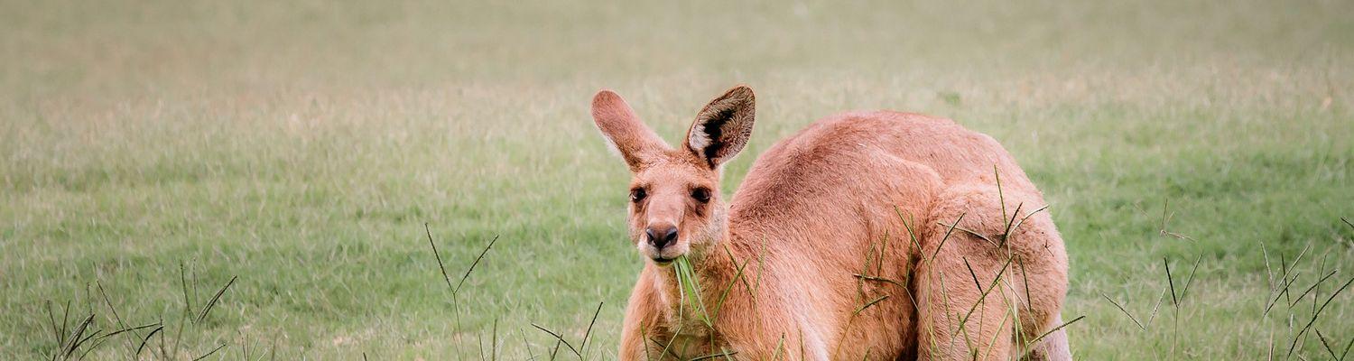 Niezwykłe kangury w Australii