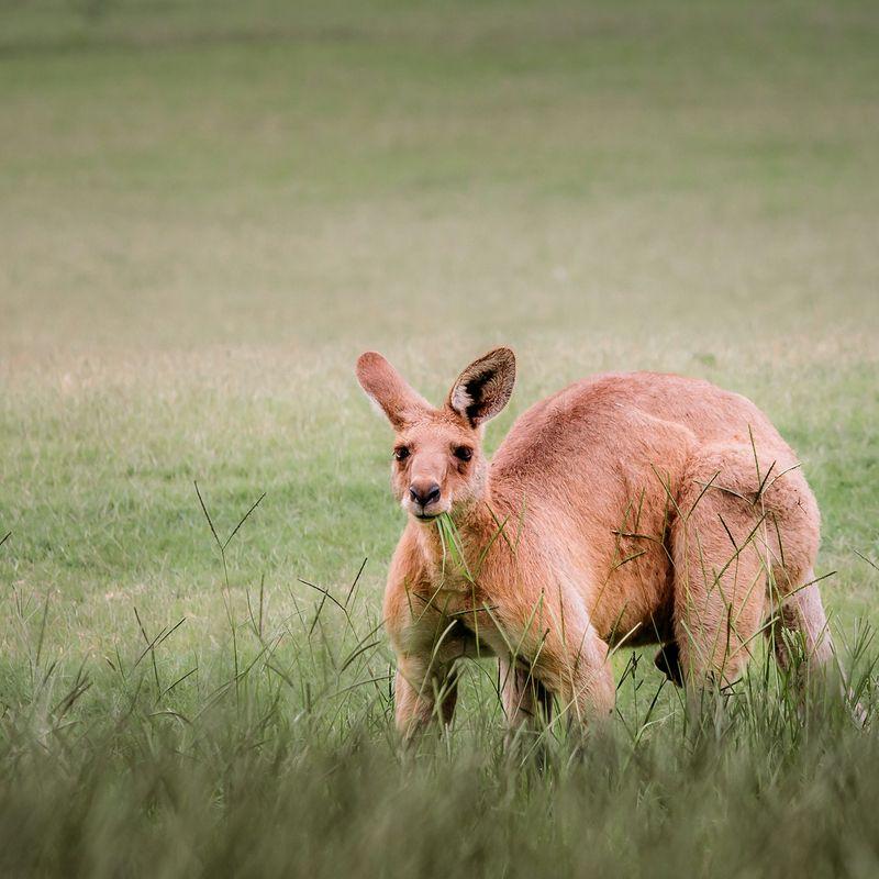 Niezwykłe kangury w Australii