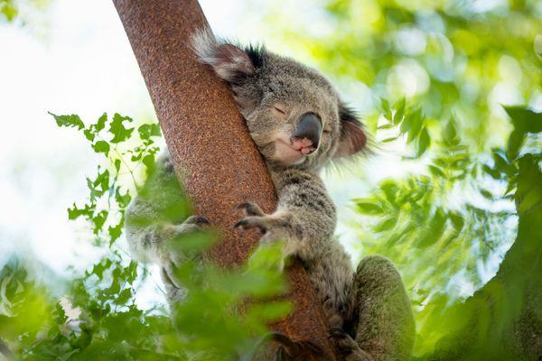 Spotkaj kangury i koale w Parku Narodowym Yanchep