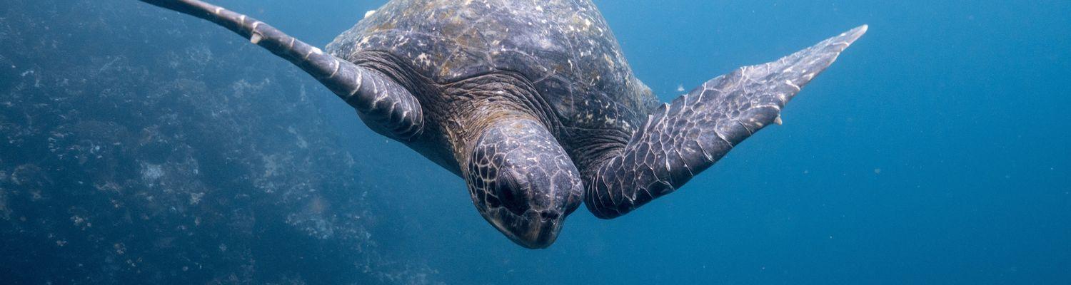 Wyspy Galapagos, czyli miejsce znane z teorii ewolucji Karola Darwina