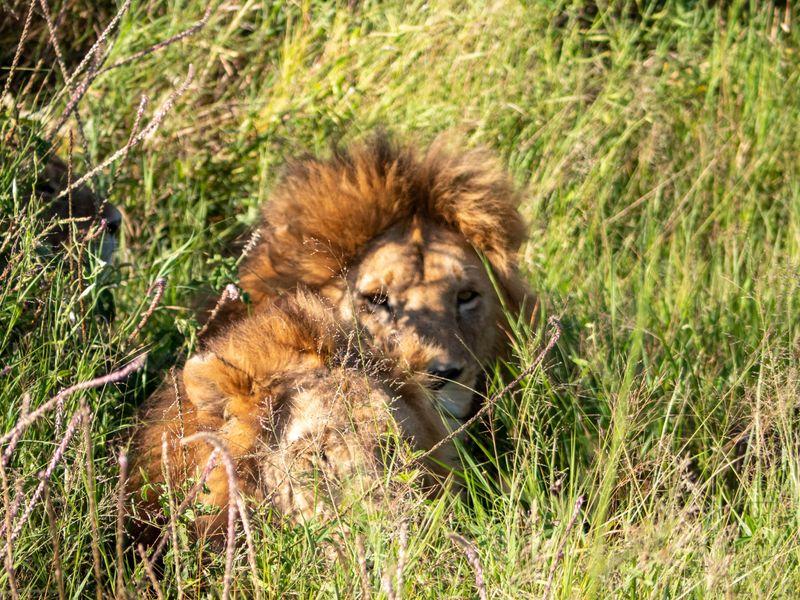 Tanzania Parki Narodowe Lwy - Safari w Afryce: Parki Narodowe Tanzanii - Zdjęcie 8