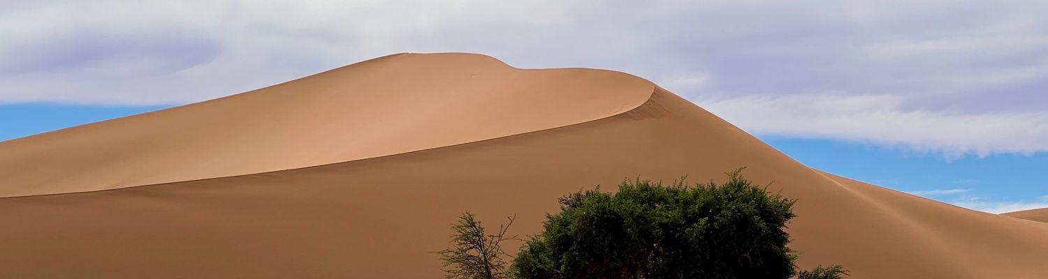 Sztuka przetrwania na Pustyni Namib