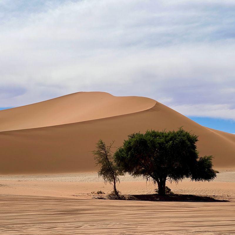 Sztuka przetrwania na Pustyni Namib