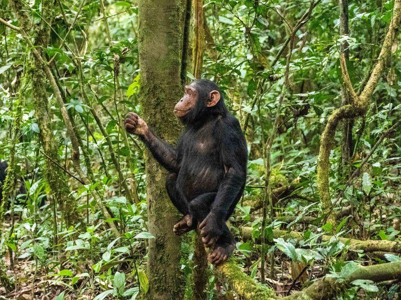 Wycieczka Uganda Safari Małpa - Safari w Afryce: Parki Narodowe Ugandy - Zdjęcie 2