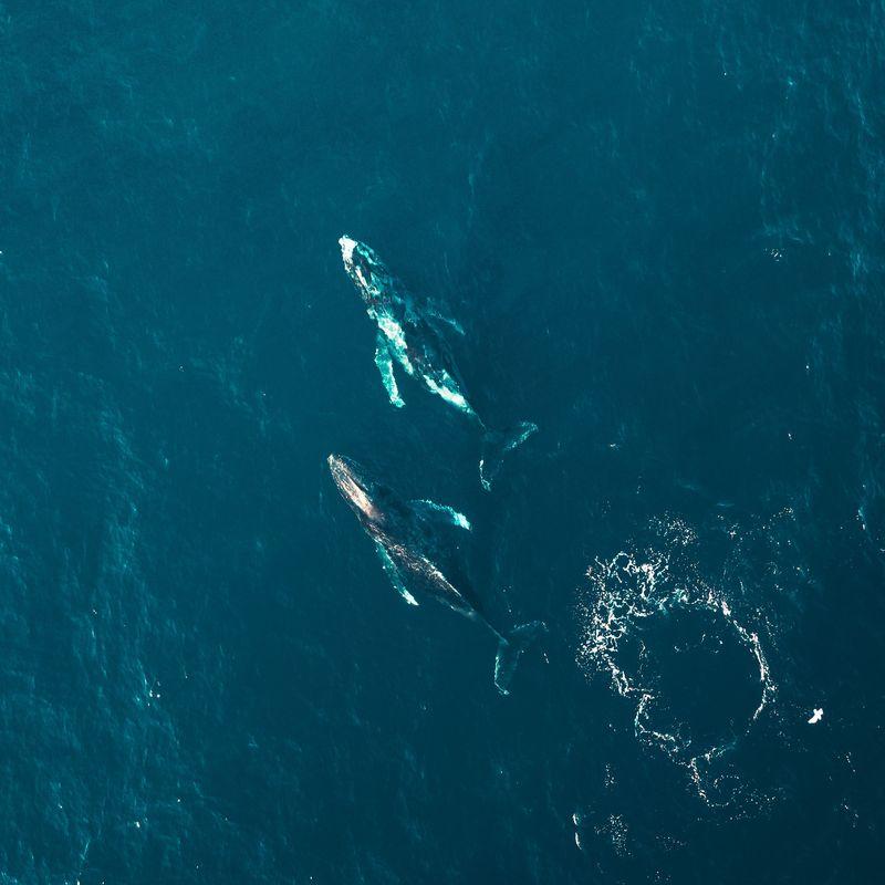 Azory - europejska mekka wielorybów.