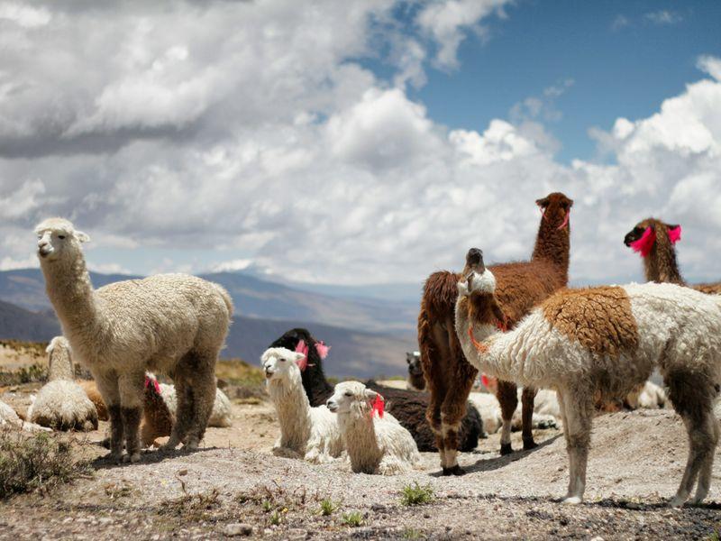 Peru z Amazonią - Imperium Inków w Machu Picchu, kanion Colca i Góry Tęczowe Shangrila Travel