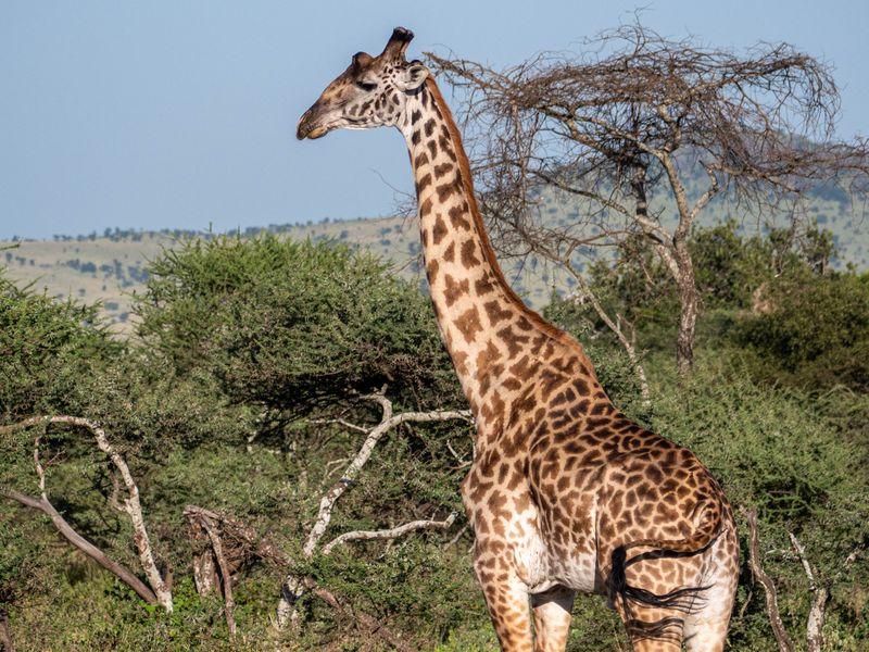 Tanzania Serengeti Shangrilatravel 10 - Tanzania z Zanzibarem - Kultura Masajów i niesamowite safari w 4 parkach narodowych | Shangrila Travel