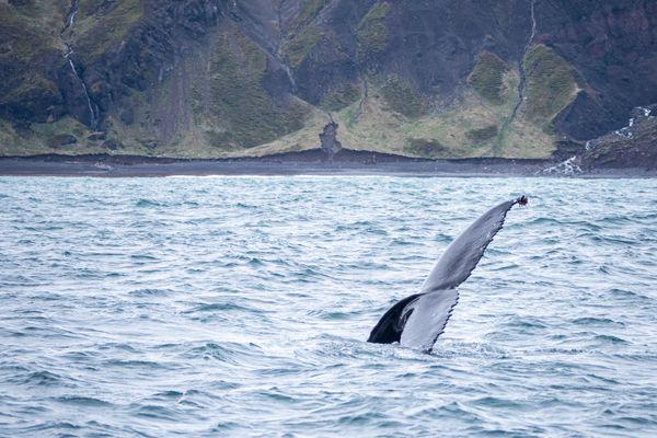 Wypłyń na rejs w poszukiwaniu wielorybów
